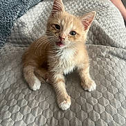 Lucky is registered to the contest to win money with this photo: kitten, cat, orange_cat, white_paws, furry, pet, cute, small, young, sitting, blanket, textured, indoor, cozy, curious, whiskers, ears, face, animal, domestic
