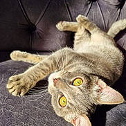 çakir a rejoint le concours — aidez-le/la à gagner de superbes lots ! cat, tabby_cat, pet, feline, animal, golden_eyes, whiskers, paws, tail, upside_down, lounging, relaxed, playful, indoor, couch, leather, tufted, close_up, portrait, cat_hair