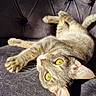 cat, tabby_cat, pet, feline, animal, golden_eyes, whiskers, paws, tail, upside_down, lounging, relaxed, playful, indoor, couch, leather, tufted, close_up, portrait, cat_hair