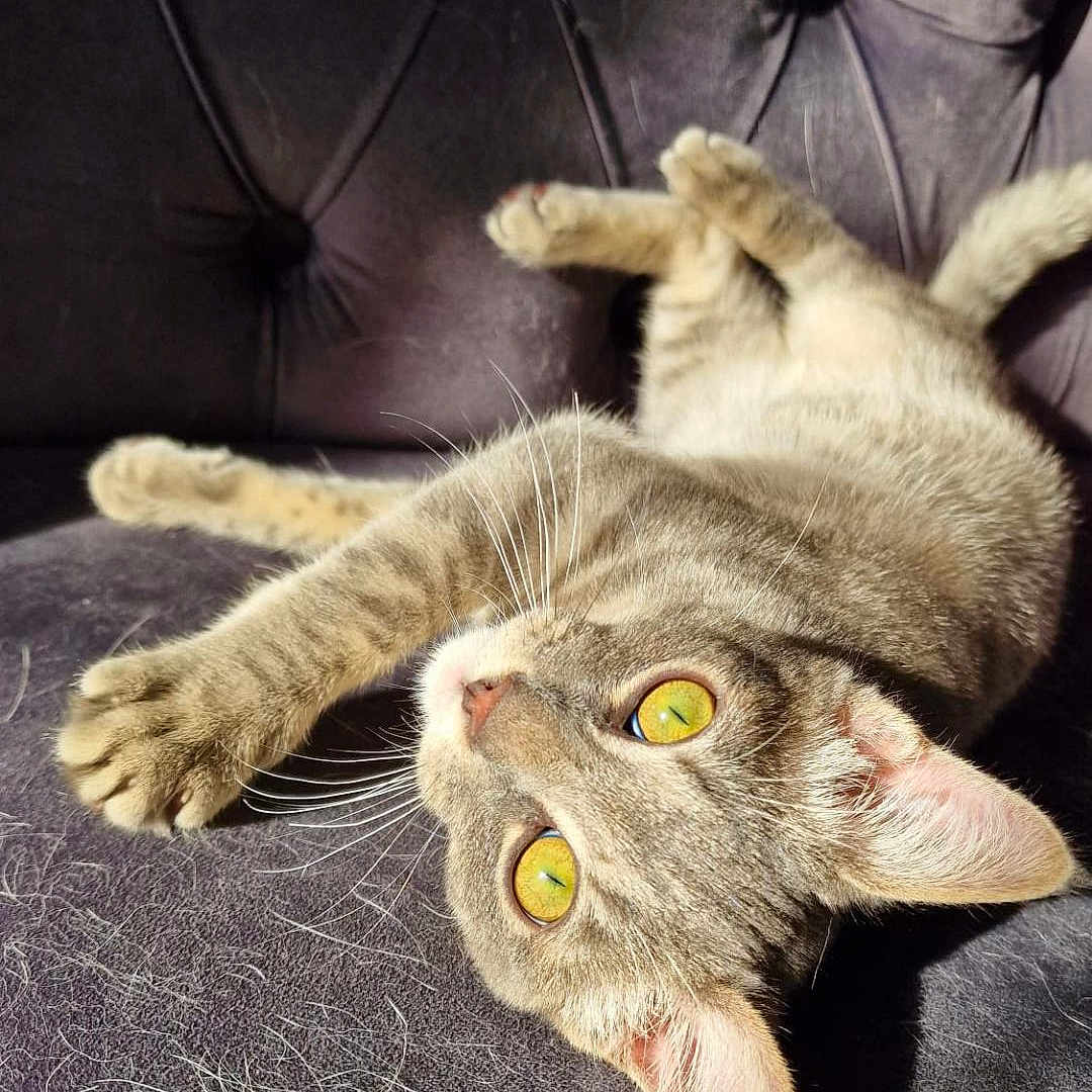 çakir