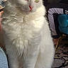 cat, white_cat, fluffy, fur, sitting, indoors, pet, animal, portrait, green_eyes, pink_nose, whiskers, ears, chair, furniture, rug, living_room, cozy, domestic_animal, photography