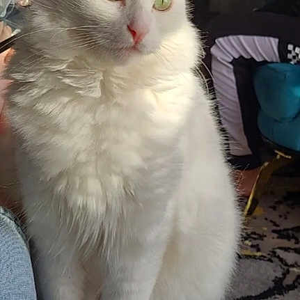 Maya