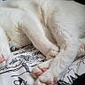 cat, kitten, white_cat, animal, pet, feline, fluffy, lying_down, relaxed, cute, blue_eyes, green_eyes, pink_nose, paws, whiskers, ears, fur, bed, bedding, indoors