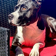Cookie joined the competition — help win amazing prizes! dog, black_and_white, pet, sunlight, red_cushion, wicker_chair, paw, fur, side_view, relaxed, outdoor, canine, portrait, animal, close_up, domestic_animal, resting, alert, daylight, furniture