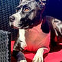 dog, black_and_white, pet, sunlight, red_cushion, wicker_chair, paw, fur, side_view, relaxed, outdoor, canine, portrait, animal, close_up, domestic_animal, resting, alert, daylight, furniture