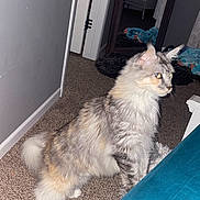 Maze is registered to the contest to win money with this photo: alert, animal, blue, carpet, cat, curious, domestic, ears, feline, fluffy, furniture, gray, indoor, mirror, pet, room, standing, tail, whiskers, white