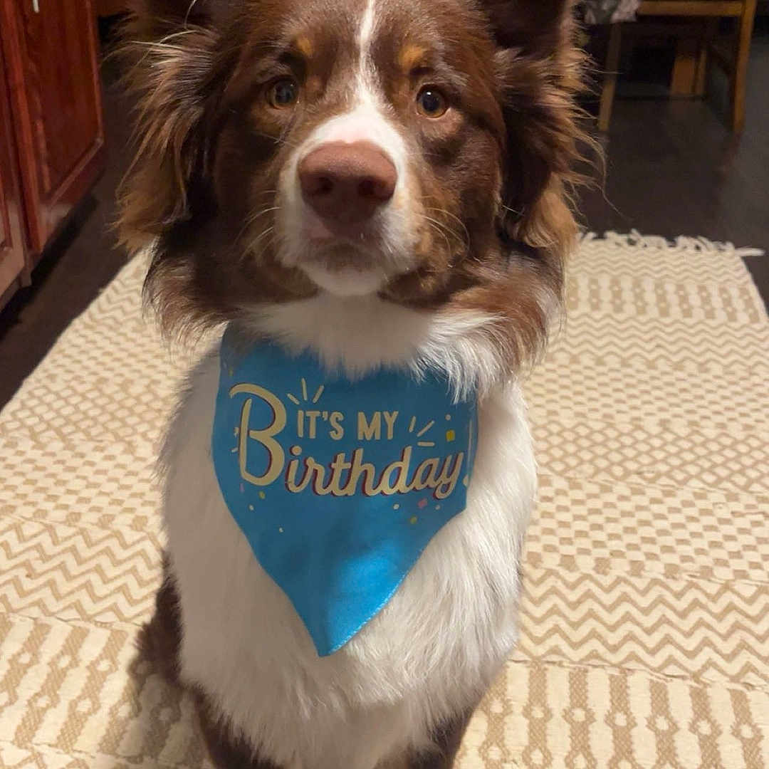 Soda Pop joined the competition — help win amazing prizes! accessories, animal, canine, chair, cushion, diningtable, dog, face, furniture, head, homedecor, indoors, person, pet, photography, portrait, puppy, table, text, wood