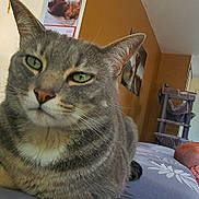 Smoky participe au concours pour gagner de l'argent avec cette photo : cat, tabby_cat, green_eyes, close_up, man, bald, glasses, phone, couch, living_room, cat_tree, window, picture_frame, relaxed, indoor, furniture, striped_bedspread, person, home, pet