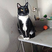 Bouncie joined the competition — help win amazing prizes! animal, basket, black_and_white, cat, cord, curious, domestic_cat, ears, floor, furniture, household_items, indoor, orange_ball, pet, shadow, sitting, table, wall, whiskers, yellow_eyes