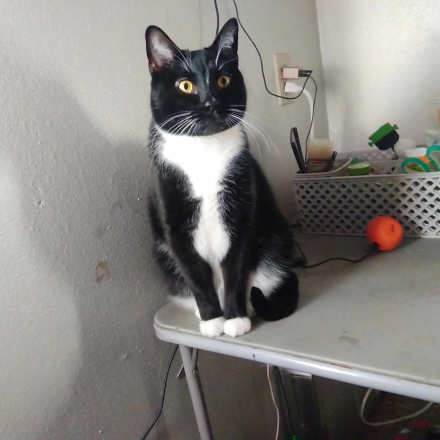 Bouncie joined the competition — help win amazing prizes! animal, basket, black_and_white, cat, cord, curious, domestic_cat, ears, floor, furniture, household_items, indoor, orange_ball, pet, shadow, sitting, table, wall, whiskers, yellow_eyes