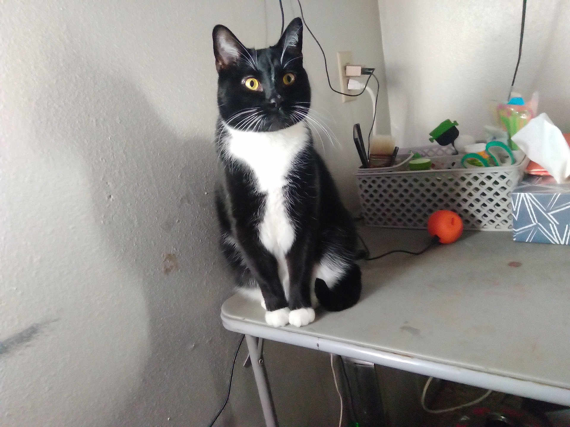 Bouncie joined the competition — help win amazing prizes! animal, basket, black_and_white, cat, cord, curious, domestic_cat, ears, floor, furniture, household_items, indoor, orange_ball, pet, shadow, sitting, table, wall, whiskers, yellow_eyes