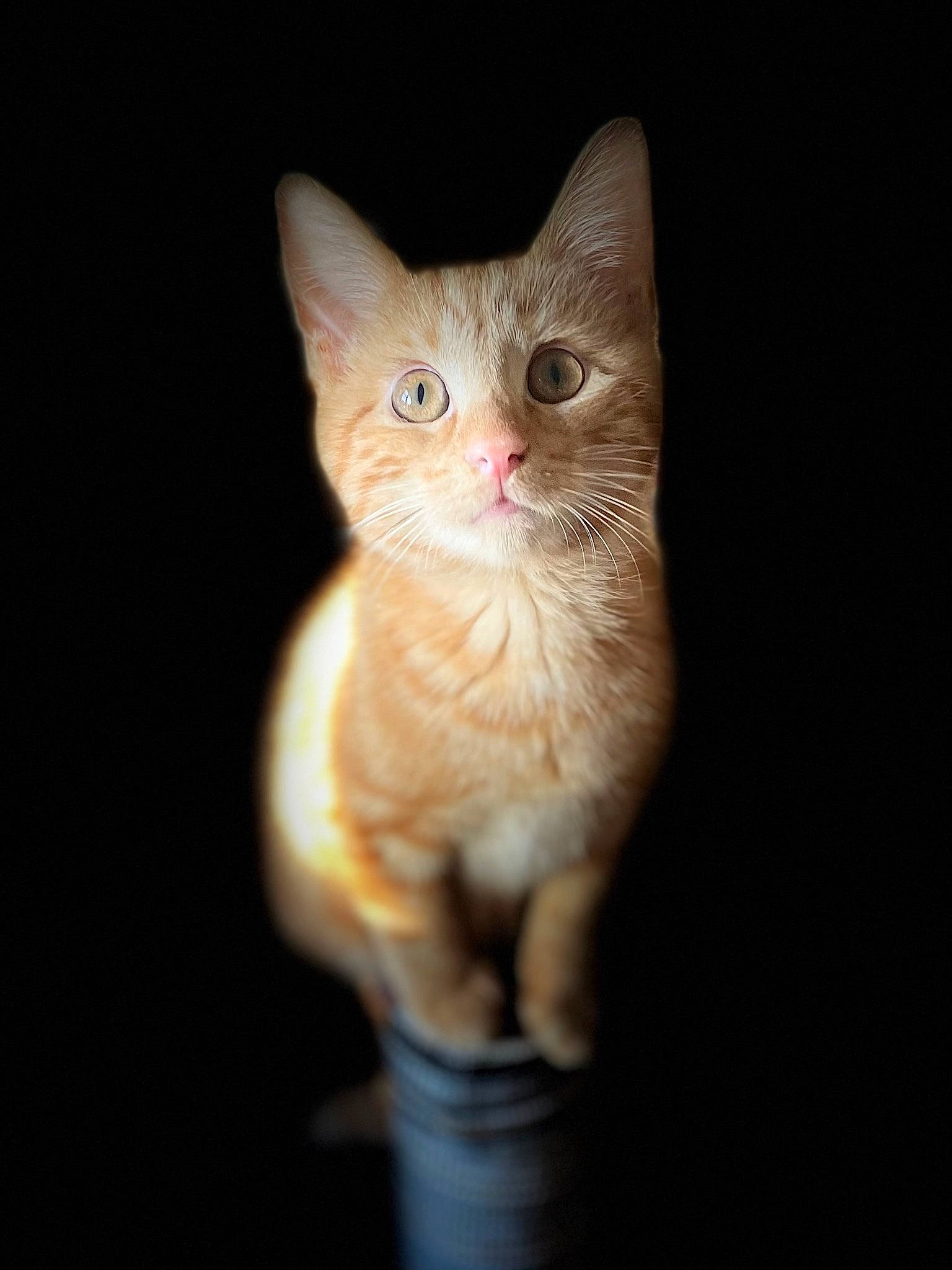 Darwin joined the competition — help win amazing prizes! carnivore, cat, darkness, domestic_short_haired_cat, fawn, felidae, fur, paw, small_to_medium_sized_cats, snout, tail, terrestrial_animal, toy, whiskers