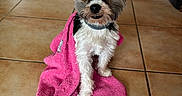 Apache participe au concours pour gagner de l'argent avec cette photo : bath_time, black_and_white, collar, cute, dog, fluffy, fur, groomed, home, indoors, looking_at_camera, pet, pink_towel, portrait, puppy, sitting, small_dog, stone_wall, tile_floor, wrapped