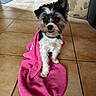 bath_time, black_and_white, collar, cute, dog, fluffy, fur, groomed, home, indoors, looking_at_camera, pet, pink_towel, portrait, puppy, sitting, small_dog, stone_wall, tile_floor, wrapped
