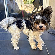 Apache a rejoint le concours — aidez-le/la à gagner de superbes lots ! animal, black_and_white, brown, cute, dog, ears, fluffy, garden, long_hair, outdoor, patio, pet, portrait, puppy, reflection, small_dog, standing, tail, tiles, window