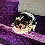 puppy, dog, black_and_white, curled_up, carpet, purple, mat, indoor, pet, cute, fur, small_dog, looking_up, floor, cozy, animal, companion, domestic, adorable, sitting
