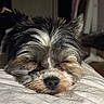 bed, bedding, bedroom, black_and_white, black_nose, brown_fur, close_up, closed_eyes, cozy, dog, face, gray_fur, indoors, long_hair, nap, portrait, puppy, resting, shaggy_fur, sleeping