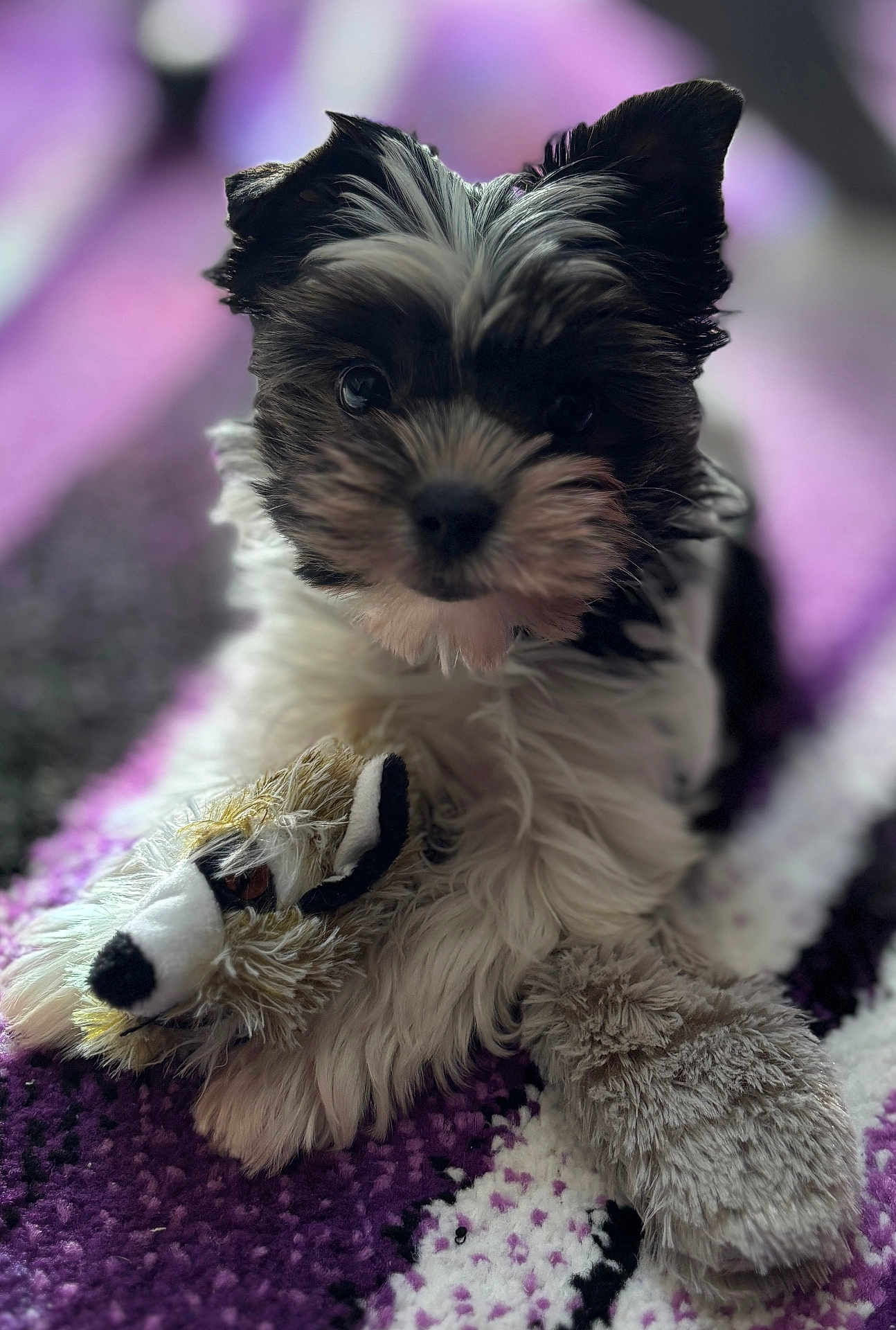 Apache a rejoint le concours — aidez-le/la à gagner de superbes lots ! puppy, dog, stuffed_animal, toy, blanket, purple, white, black, fur, cute, pet, indoor, close_up, soft, cozy, animal, playful, lying_down, young, companion