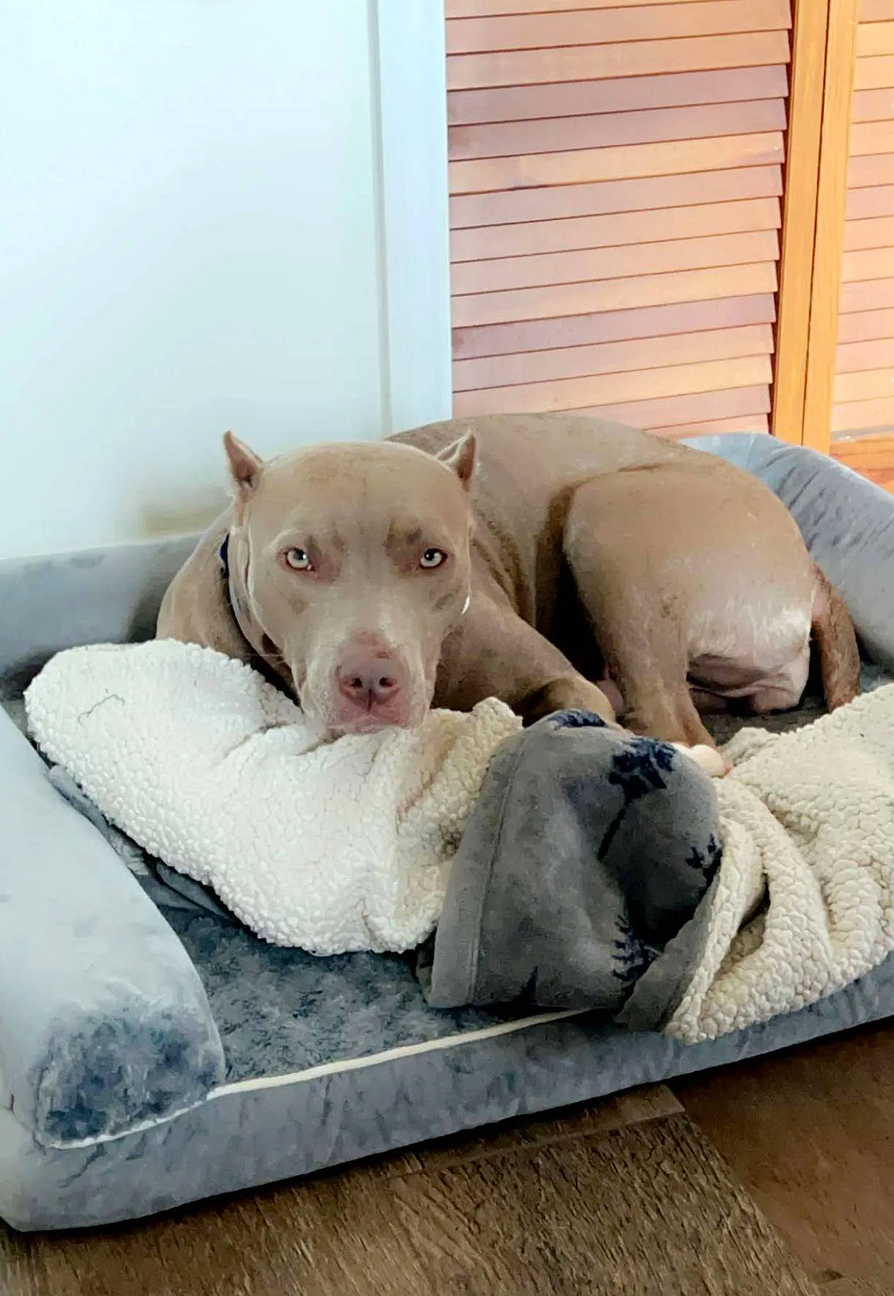 Sugar is registered to the contest to win money with this photo: canidae, carnivore, comfort, companion_dog, couch, dog, dog_breed, dog_supply, fawn, grey, linens, nap, non_sporting_group, paw, pet_supply, snout, sporting_group, tail, terrestrial_animal, working_animal