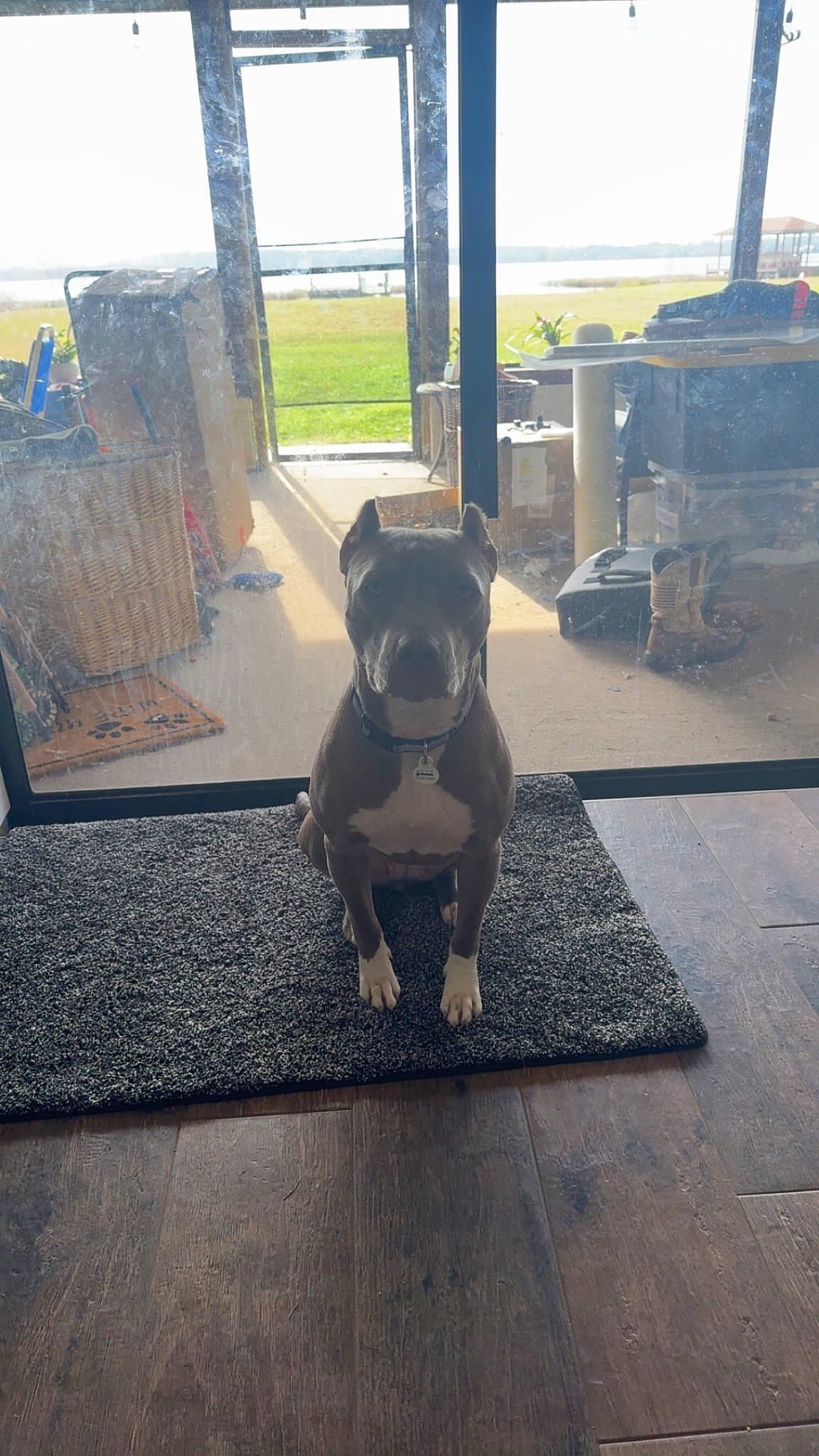 Sugar joined the competition — help win amazing prizes! building, carnivore, companion_dog, dog, dog_breed, fawn, floor, flooring, house, plant, road_surface, sky, snout, table, tail, tints_and_shades, whiskers, window, wood, working_animal