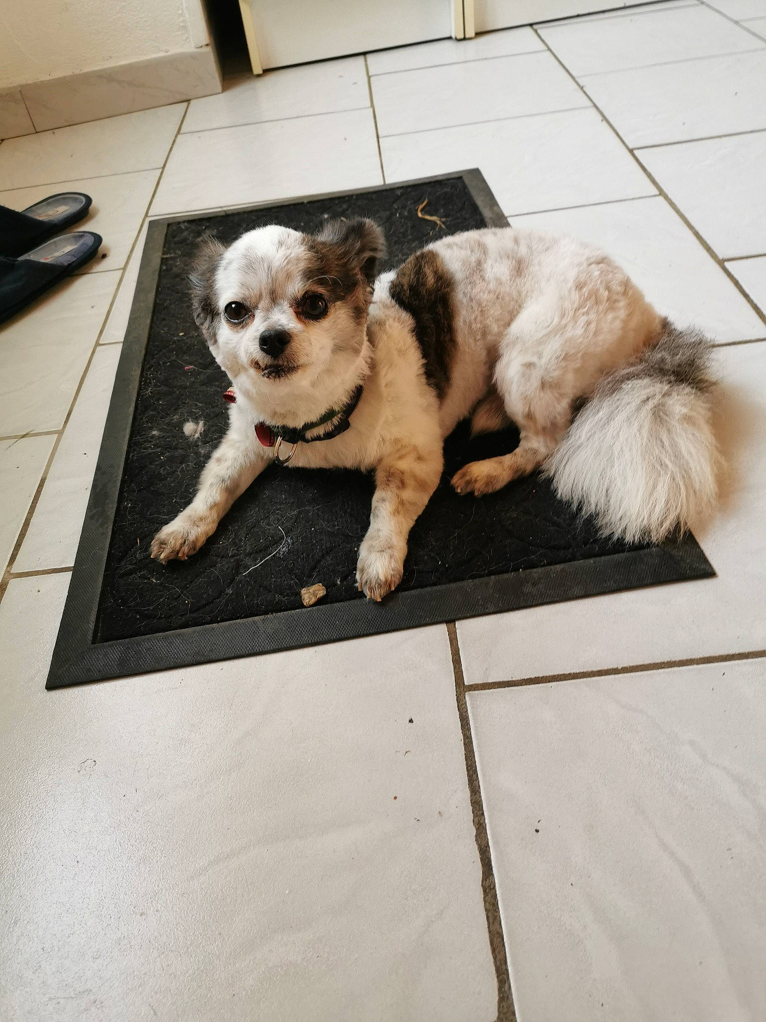 Jerry participe au concours pour gagner de l'argent avec cette photo : american_cocker_spaniel, canidae, carnivore, cavachon, cavapoo, cockapoo, companion_dog, dog, dog_breed, havanese, lhasa_apso, mal_shi, maltese, morkie, puppy, schnoodle, shih_tzu, sporting_group, sporting_lucas_terrier, tibetan_terrier