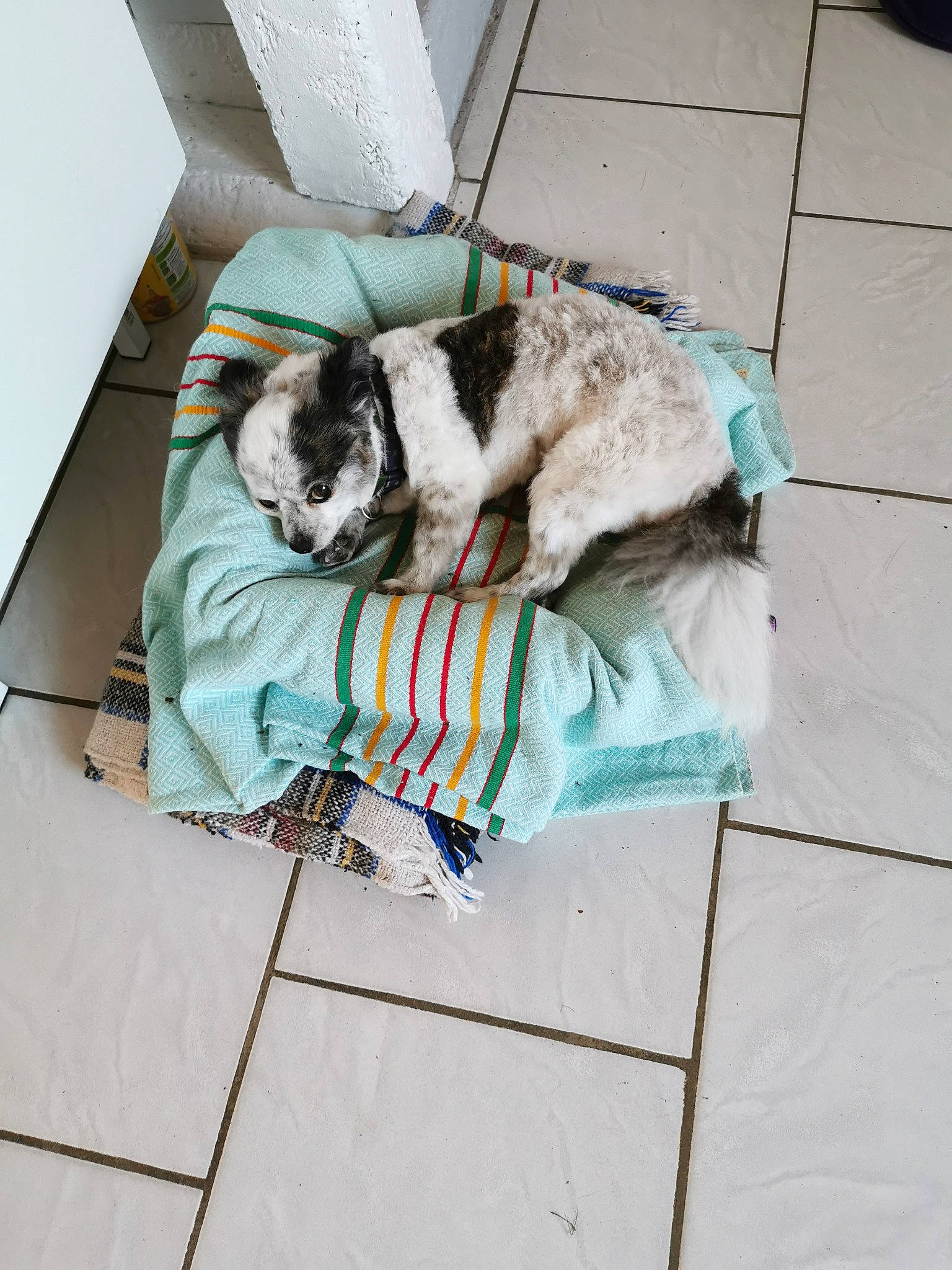 Jerry participe au concours pour gagner de l'argent avec cette photo : canidae, carnivore, cat, companion_dog, dog, dog_breed, felidae, floor, flooring, kitten, small_to_medium_sized_cats, sporting_group, tail, whiskers