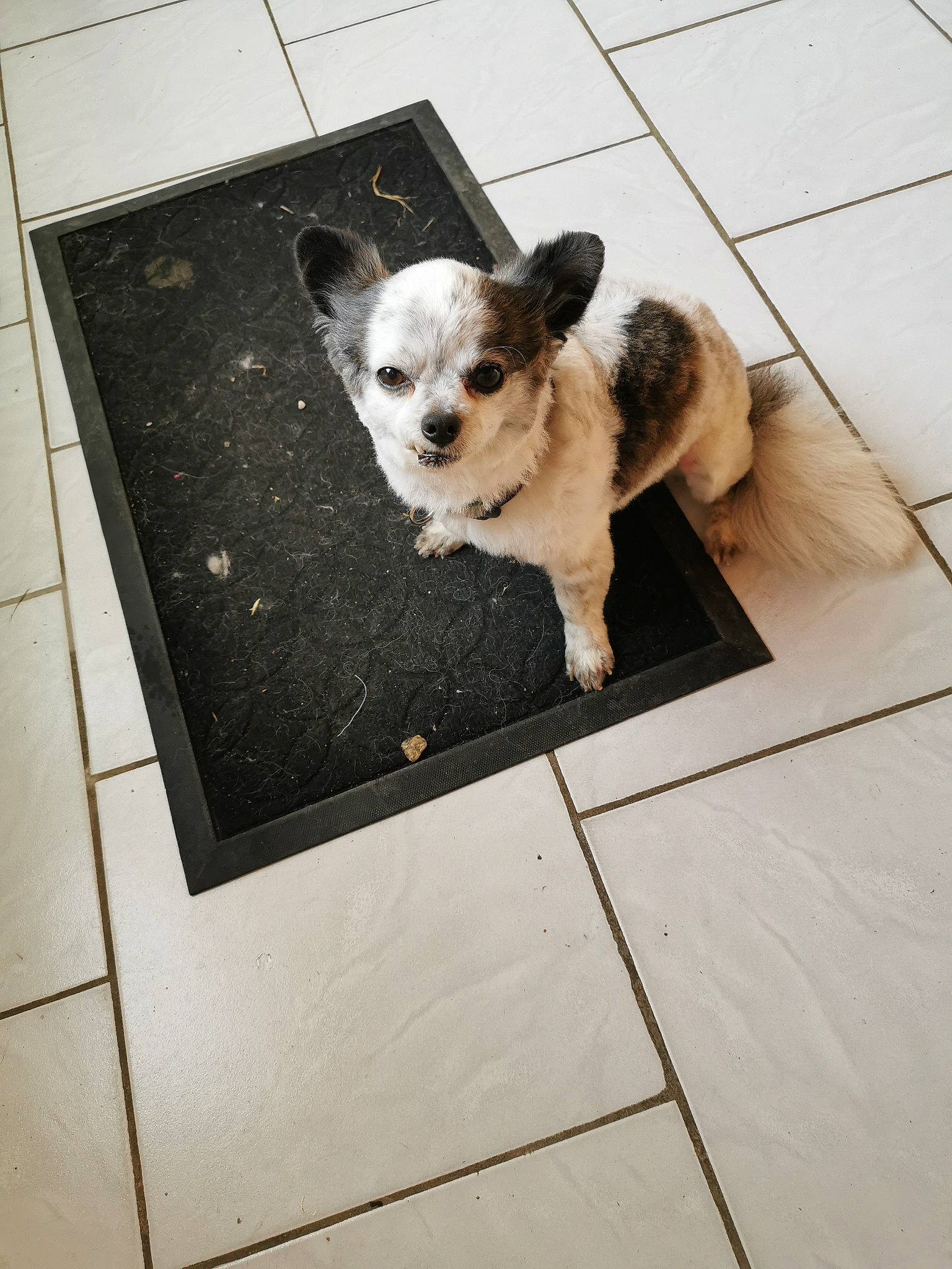 Jerry participe au concours pour gagner de l'argent avec cette photo : canidae, carnivore, chihuahua, companion_dog, dog, dog_breed, fawn, floor, flooring, fur, morkie, puppy, shih_tzu, sporting_group, tile, toy_dog, yorkshire_terrier