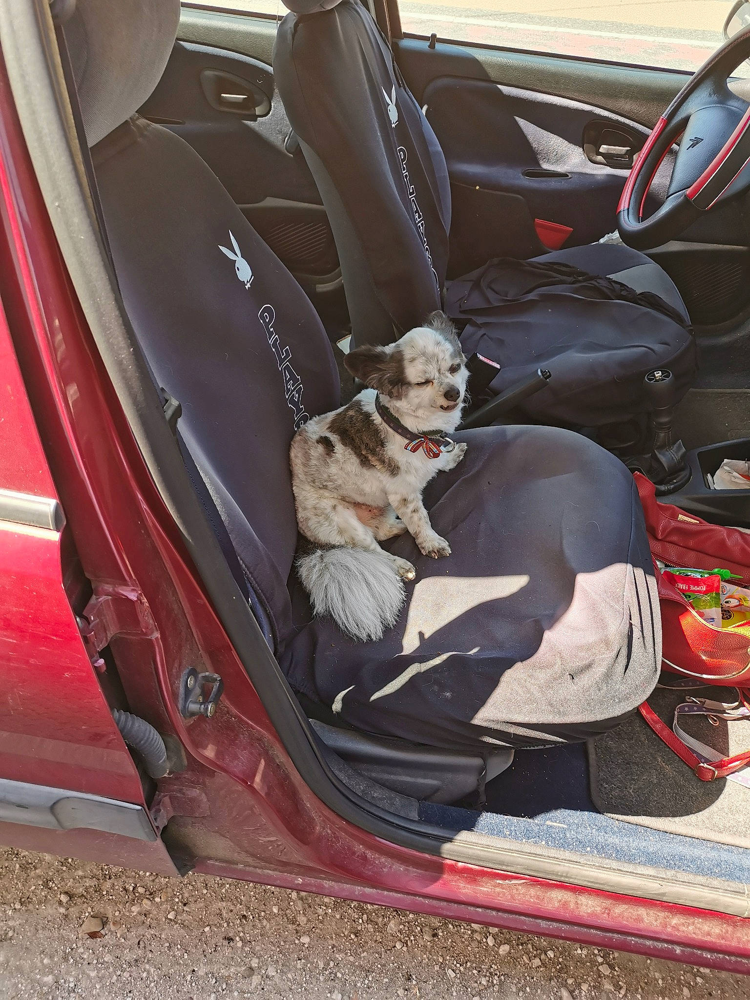 Jerry participe au concours pour gagner de l'argent avec cette photo : auto_part, canidae, car, car_seat, car_seat_cover, family_car, seat_belt, vehicle, vehicle_door