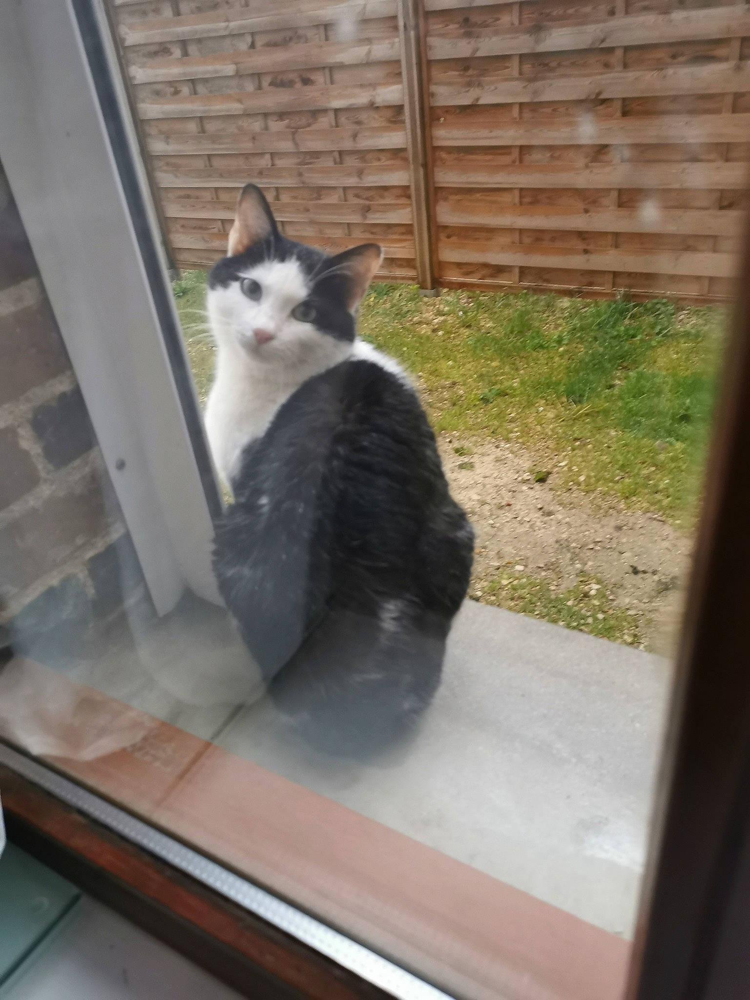 Rubis participe au concours pour gagner de l'argent avec cette photo : aegean_cat, animal_shelter, carnivore, cat, domestic_short_haired_cat, door, european_shorthair, felidae, kitten, ojos_azules, polydactyl_cat, small_to_medium_sized_cats, snout, tail, whiskers, window