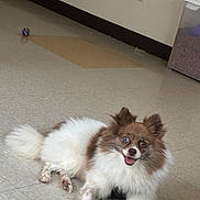Shimmer joined the competition — help win amazing prizes! animal, ball, brown_and_white, companion, container, cute, dog, dog_food, ears_up, floor, fluffy, happy, indoor, lying_down, pet, small_dog, smiling, tile_floor, tongue_out, toy