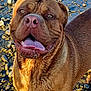 Zeus participe au concours pour gagner de l'argent avec cette photo : dog, brown_dog, tongue_out, happy, riverbed, rocks, outdoor, sunlight, wet_fur, close_up, pet, canine, animal, nature, smiling, friendly, portrait, daylight, water, playful