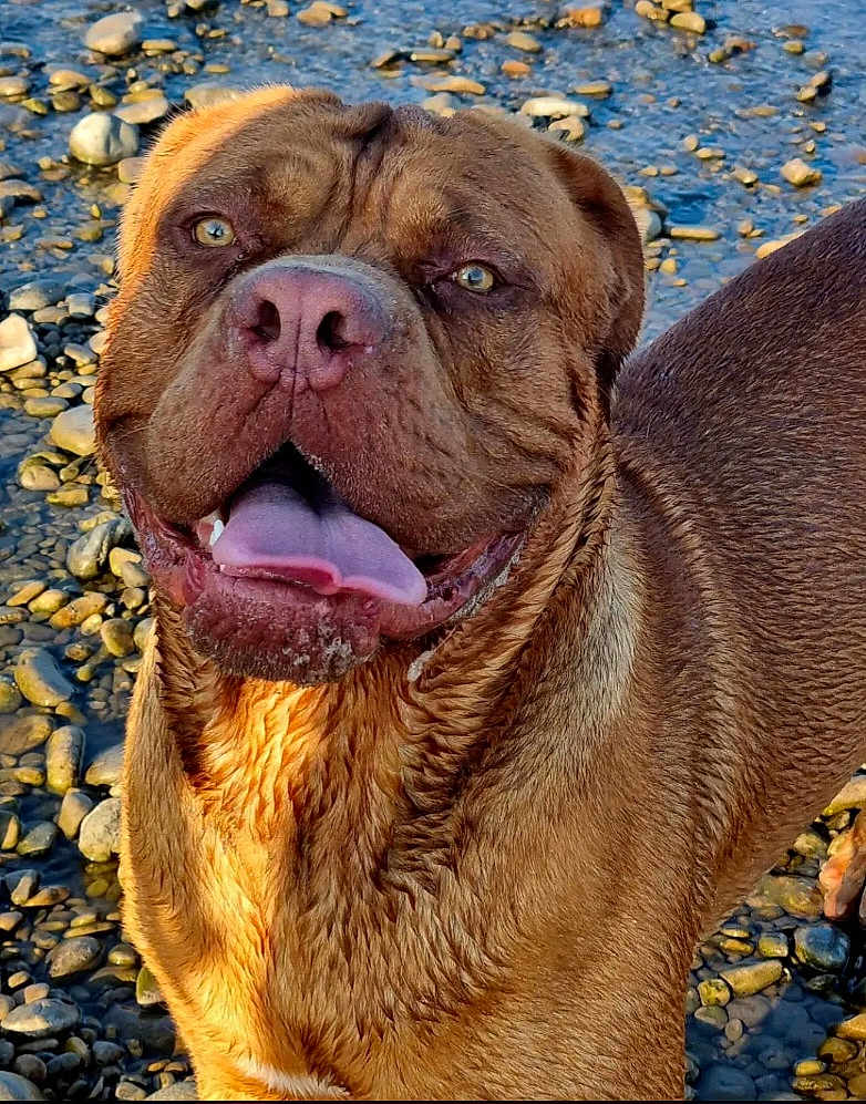 Zeus participe au concours pour gagner de l'argent avec cette photo : dog, brown_dog, tongue_out, happy, riverbed, rocks, outdoor, sunlight, wet_fur, close_up, pet, canine, animal, nature, smiling, friendly, portrait, daylight, water, playful