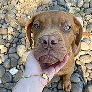 Zeus a rejoint le concours — aidez-le/la à gagner de superbes lots ! puppy, dog, brown_dog, closeup, hand, bracelet, green_eyes, outdoor, rocks, pet, animal, cute, young_dog, fur, snout, ears, paw, portrait, nature, curious