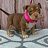 puppy, dog, brown_dog, pink_collar, pet, cute, small_dog, standing, wrinkled_face, indoor, patterned_surface, leash, animal, young_dog, adorable, fur, four_legs, ears, nose, tail