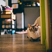 Thor participe au concours pour gagner de l'argent avec cette photo : cat, animal, indoor, floor, curious, peeking, corner, domestic, feline, pet, home, blurred_background, wooden_floor, quiet, cozy, looking, whiskers, ears, sitting, domestic_life