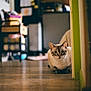 cat, animal, indoor, floor, curious, peeking, corner, domestic, feline, pet, home, blurred_background, wooden_floor, quiet, cozy, looking, whiskers, ears, sitting, domestic_life