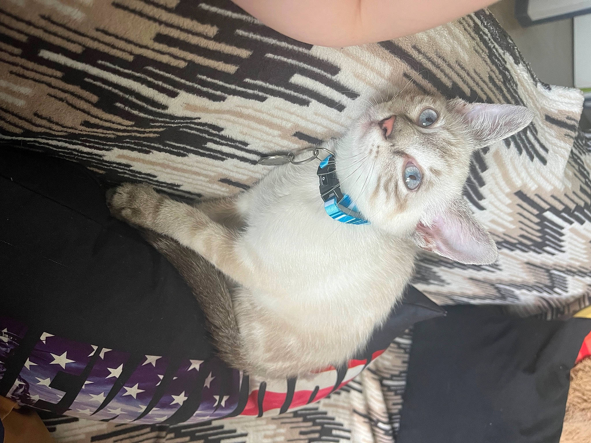 Thor a rejoint le concours — aidez-le/la à gagner de superbes lots ! carnivore, cat, claw, collar, dog_breed, dog_collar, domestic_short_haired_cat, eye, fang, fashion_accessory, fawn, felidae, fur, jaw, leash, leg, small_to_medium_sized_cats, snout, tail, whiskers