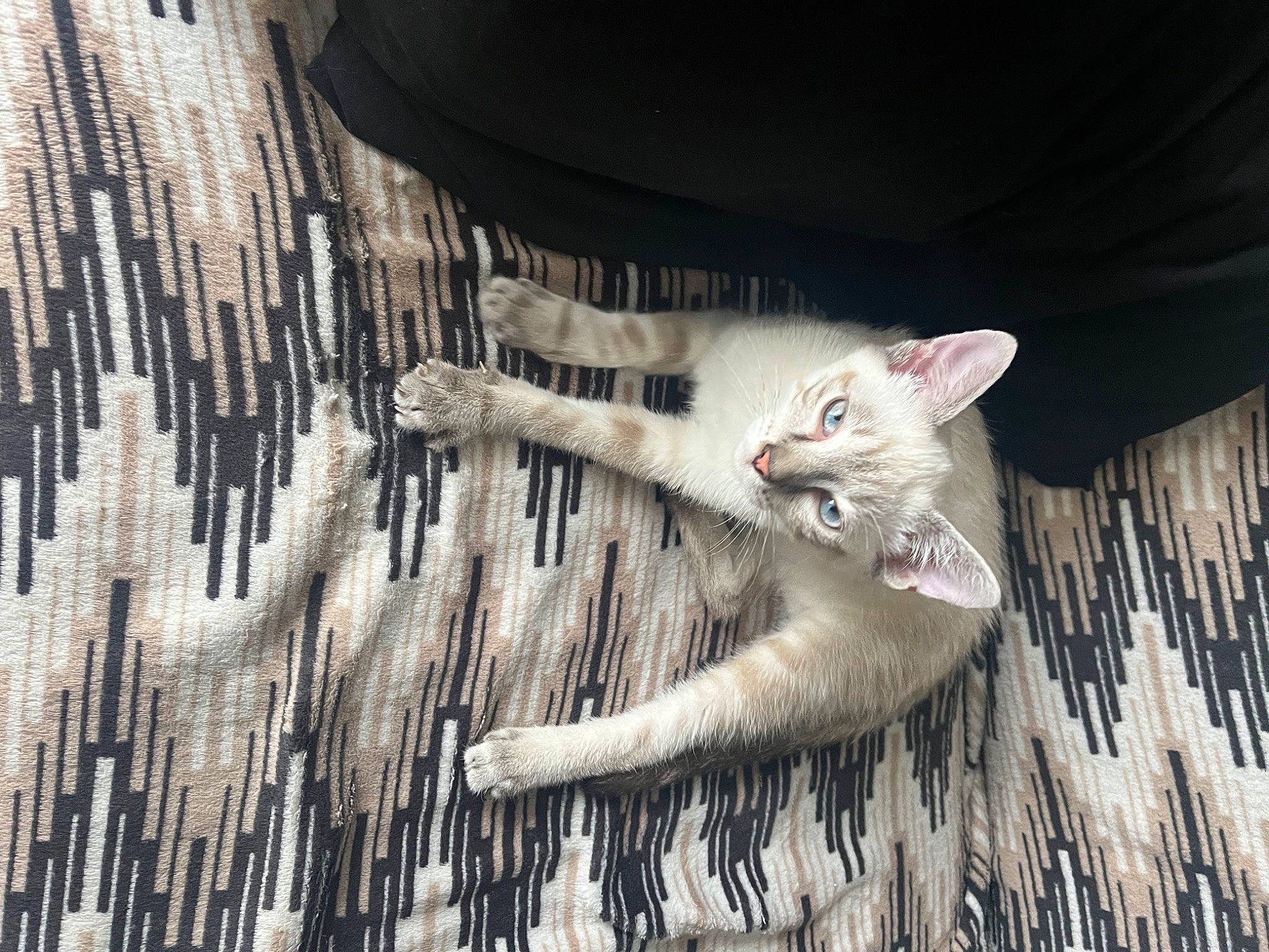 Thor participe au concours pour gagner de l'argent avec cette photo : art, carnivore, cat, claw, domestic_short_haired_cat, fawn, felidae, flooring, fur, grey, paw, photo_caption, plant, sitting, small_to_medium_sized_cats, tail, tree, whiskers, wildlife, wood