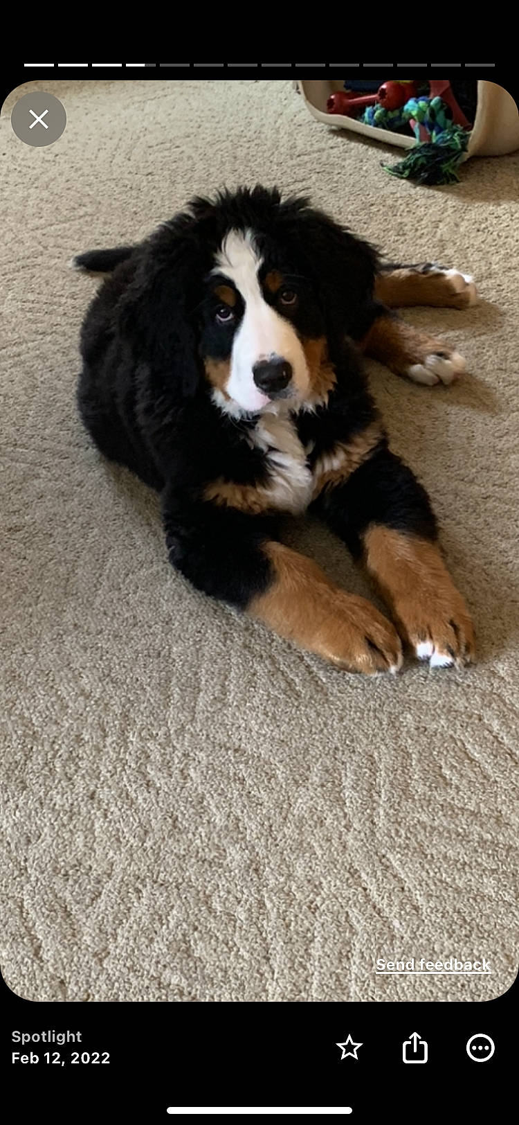 Jazzy joined the competition — help win amazing prizes! bernese_mountain_dog, bored, canidae, carnivore, companion_dog, dog, dog_breed, flooring, fur, giant_dog_breed, herding_dog, sporting_group, terrestrial_animal, working_animal, working_dog