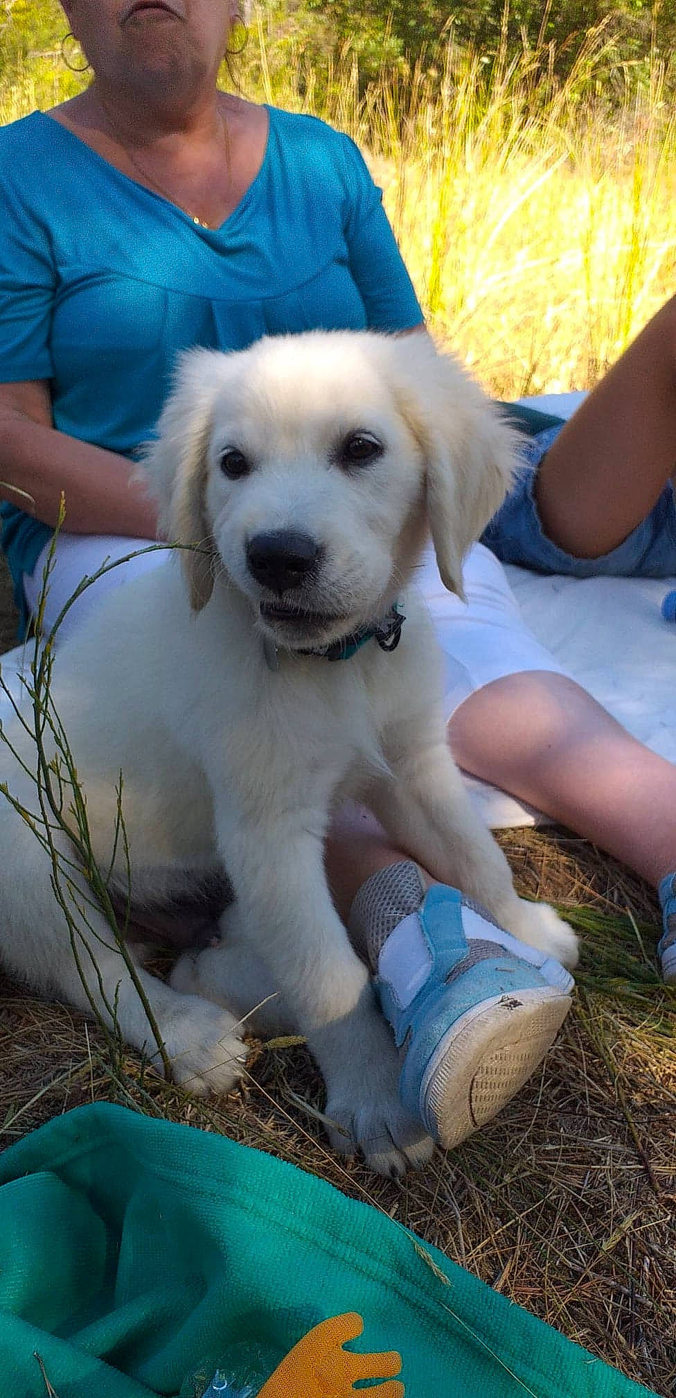 Patchy a rejoint le concours — aidez-le/la à gagner de superbes lots ! blue, canidae, carnivore, chair, companion_dog, dog, dog_breed, fawn, fur, grass, labrador_retriever, plant, recreation, retriever, sitting, snout, soil, sporting_group, tree, wildlife