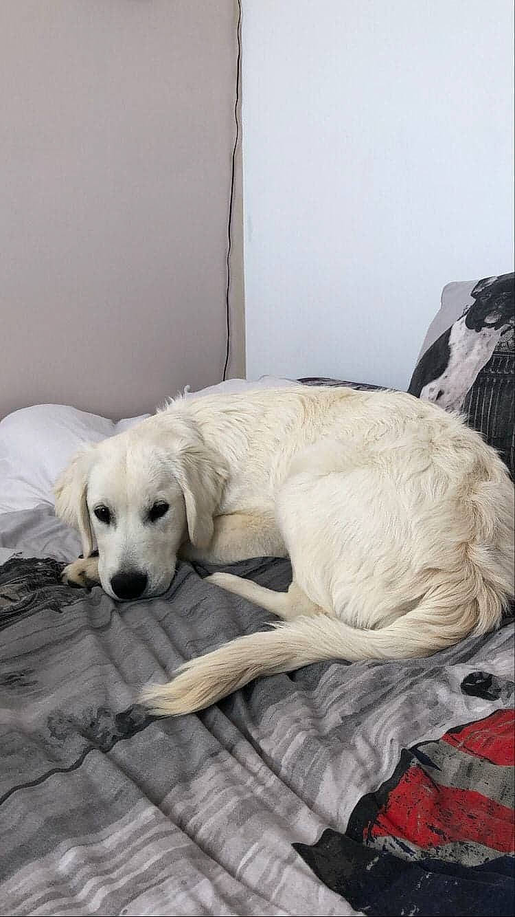 Patchy participe au concours pour gagner de l'argent avec cette photo : canidae, carnivore, comfort, companion_dog, dog, dog_breed, dog_supply, fawn, flooring, fur, linens, nap, paw, pet_supply, plant, room, snout, sporting_group, tail, working_animal