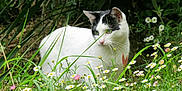 Plume participe au concours pour gagner de l'argent avec cette photo : cat, black_and_white, white_cat, green_eyes, flowers, daisies, grass, meadow, garden, outdoors, foliage, whiskers, ears, pet, animal, sitting, closeup, spring, natural_light, shrubbery
