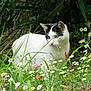 cat, black_and_white, white_cat, green_eyes, flowers, daisies, grass, meadow, garden, outdoors, foliage, whiskers, ears, pet, animal, sitting, closeup, spring, natural_light, shrubbery