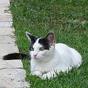 Plume participe au concours pour gagner de l'argent avec cette photo : cat, feline, pet, grass, lawn, paving_stones, sidewalk, outdoor, white_cat, black_markings, greenery, ears, whiskers, tail, lying_down, portrait, close_up, natural_light, curious, alert
