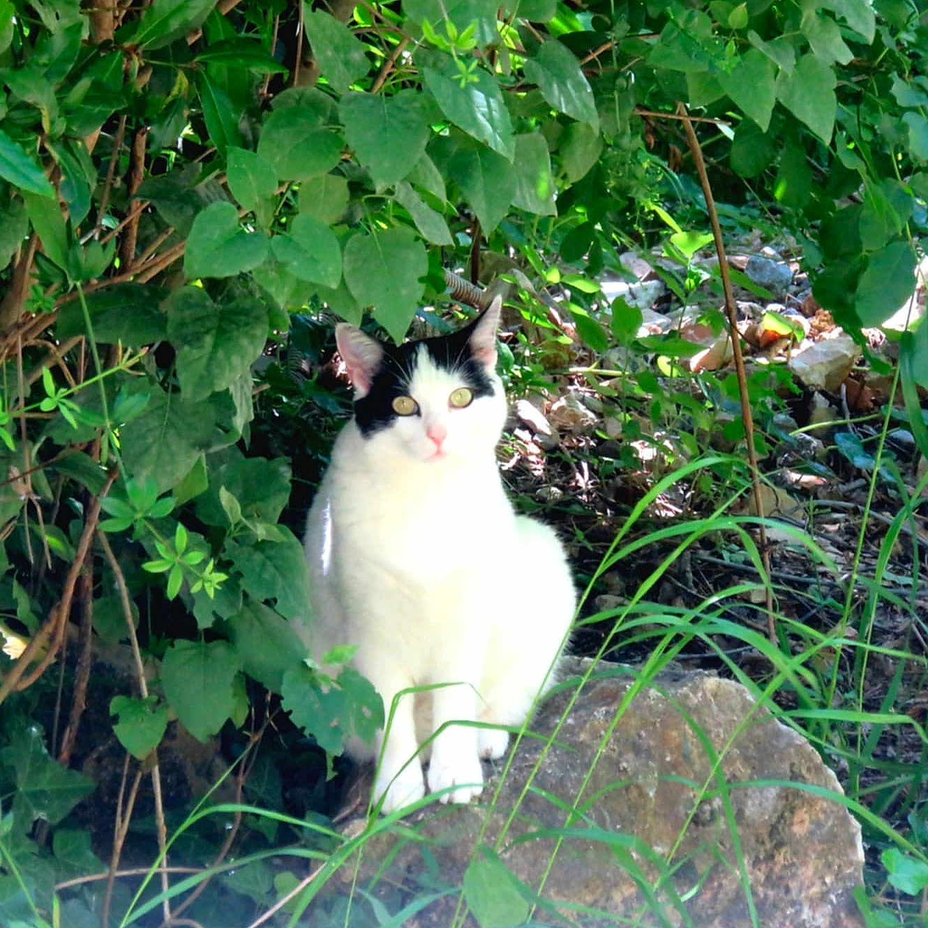 Plume a rejoint le concours — aidez-le/la à gagner de superbes lots ! cat, black_and_white, animal, pet, feline, outdoor, garden, foliage, leaves, greenery, nature, wildlife, portrait, sitting, looking_at_camera, eyes, whiskers, stone, grass, sunlight