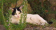 Plume a rejoint le concours — aidez-le/la à gagner de superbes lots ! black_and_white, cat, close_up, ears, feline, foliage, green_eyes, lying_down, nature, outdoor, pet, plant, portrait, relaxed, resting, rocks, rosemary, sunlight, tuxedo_cat, whiskers