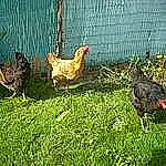 Cocottes participe au concours pour gagner de l'argent avec cette photo : adaptation, backyard, beak, bird, chicken, fowl, galliformes, grass, lawn, livestock, phasianidae, plant, poultry, rooster, yard