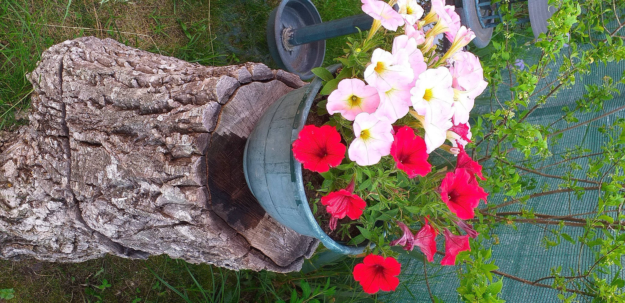 Stella participe au concours pour gagner de l'argent avec cette photo : annual_plant, botany, floristry, flower, flower_arranging, flowering_plant, flowerpot, garden, grass, groundcover, herbaceous_plant, landscape, leaf, magenta, petal, plant, shrub, spring, terrestrial_plant, wood