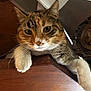 Oasis participe au concours pour gagner de l'argent avec cette photo : animal, cat, closeup, curious, cute, domestic, ears, eyes, face, feline, furniture, indoor, looking, mammal, paws, pet, resting, tabby, whiskers, wood