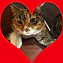 Oasis participe au concours pour gagner de l'argent avec cette photo : animal, cat, closeup, curious, cute, domestic_cat, face, feline, fur, heart_shape, indoor, looking, mammal, paw, pet, portrait, red_background, tabby, whiskers, wood